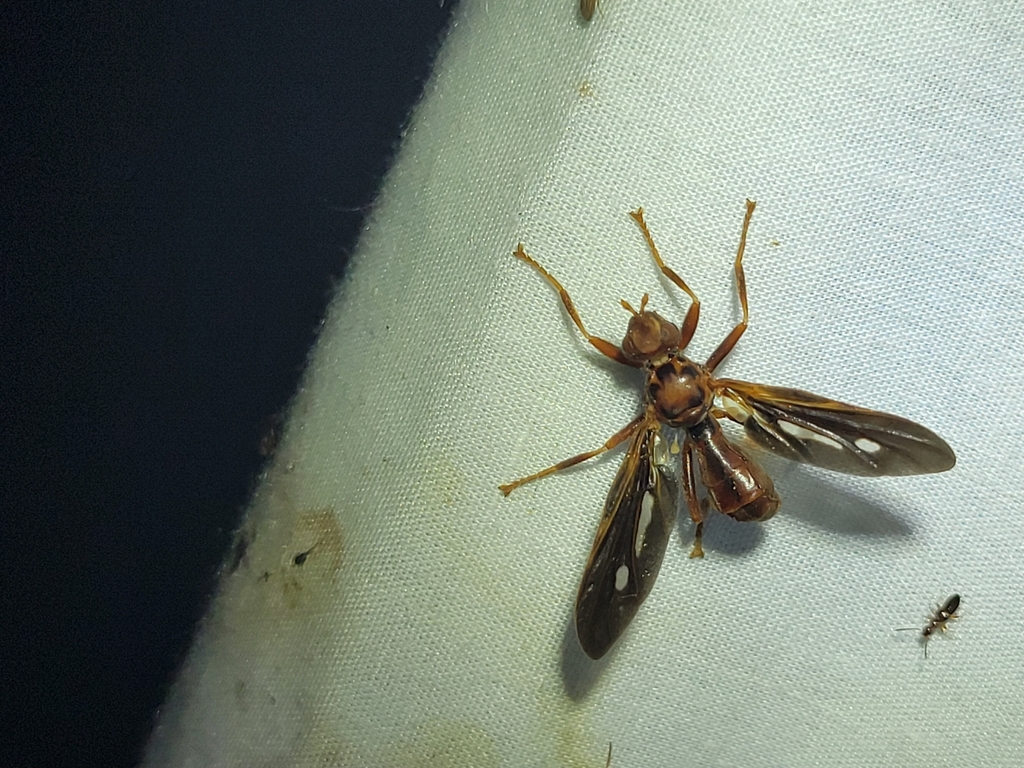 Pyrgota fenestrata
