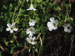 Oxalis lanata