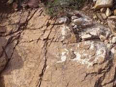 Ammospermophilus interpres