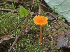 Hygrocybe insipida