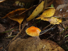 Hygrocybe insipida