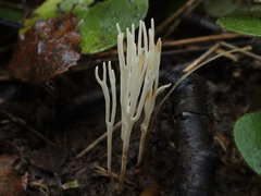 Ramariopsis subtilis