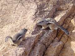 Ammospermophilus interpres