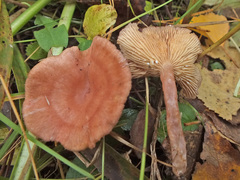 Lactarius spinosulus image