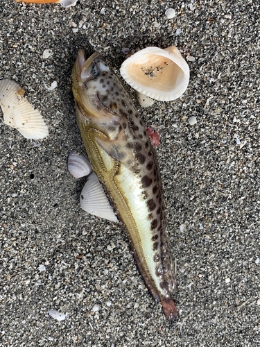 Porichthys plectrodon