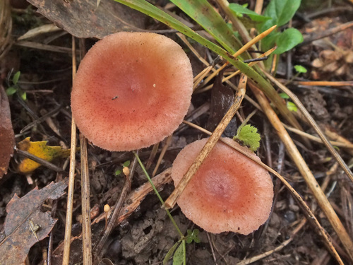 Lactarius spinosulus image