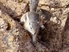 Ammospermophilus interpres