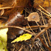Camarophyllopsis foetens - Photo (c) Иван Матершев, some rights reserved (CC BY-NC), uploaded by Иван Матершев