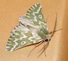 Drepanogynis bifasciata