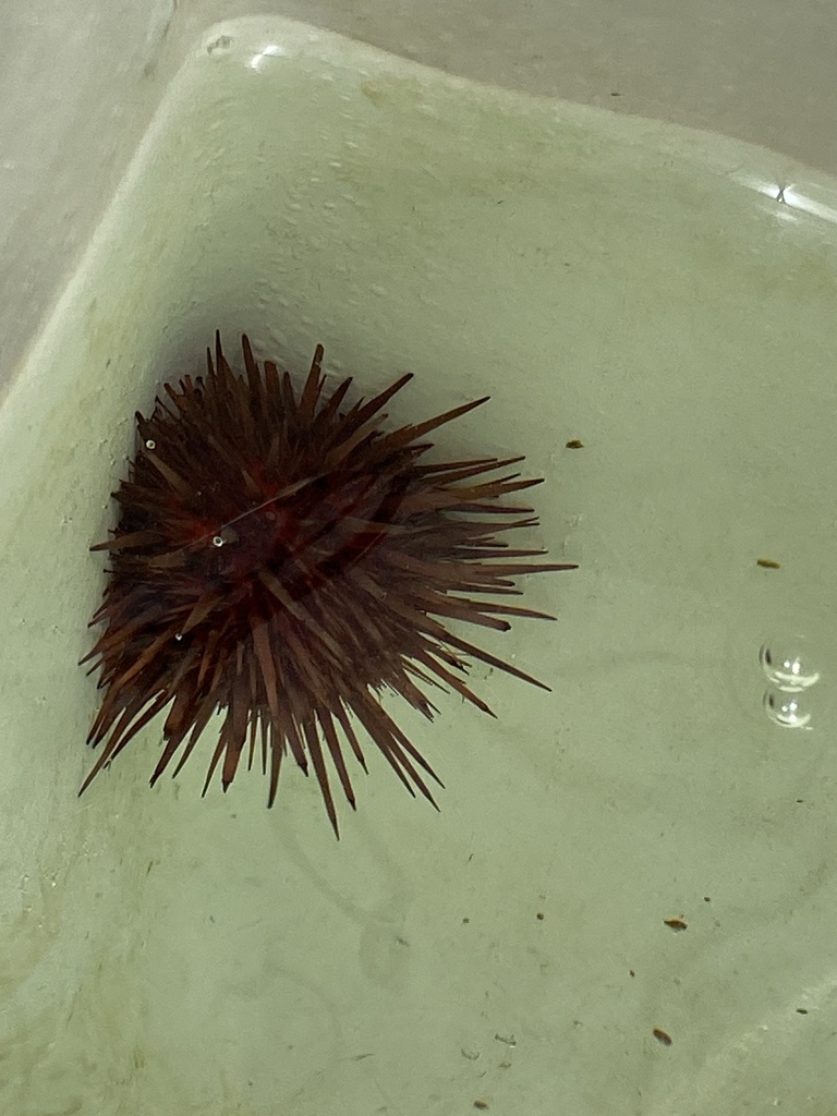 Photo of Rock-boring urchin (Echinometra lucunter)