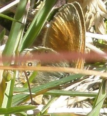 Coenonympha gardetta