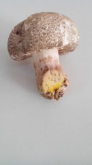 Agaricus iodosmus