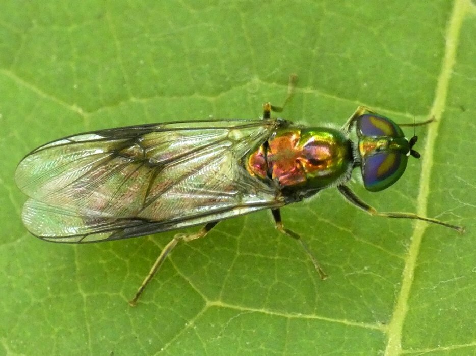 Clouded Centurion Fly
