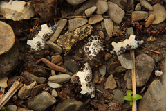 Mesoleuca albicillata