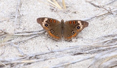 Junonia pacoma