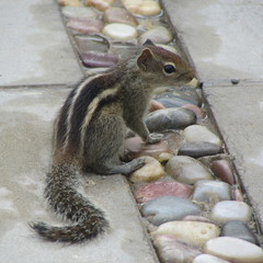 Funambulus palmarum