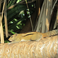 Funambulus palmarum