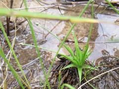 Eriocaulon koernickianum