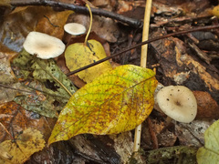 Leucocybe houghtonii