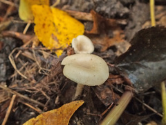 Leucocybe houghtonii