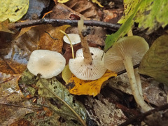 Leucocybe houghtonii