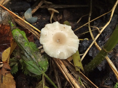 Leucocybe houghtonii