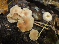 Leucocybe houghtonii