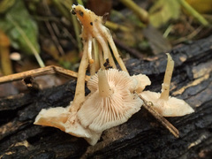 Leucocybe houghtonii