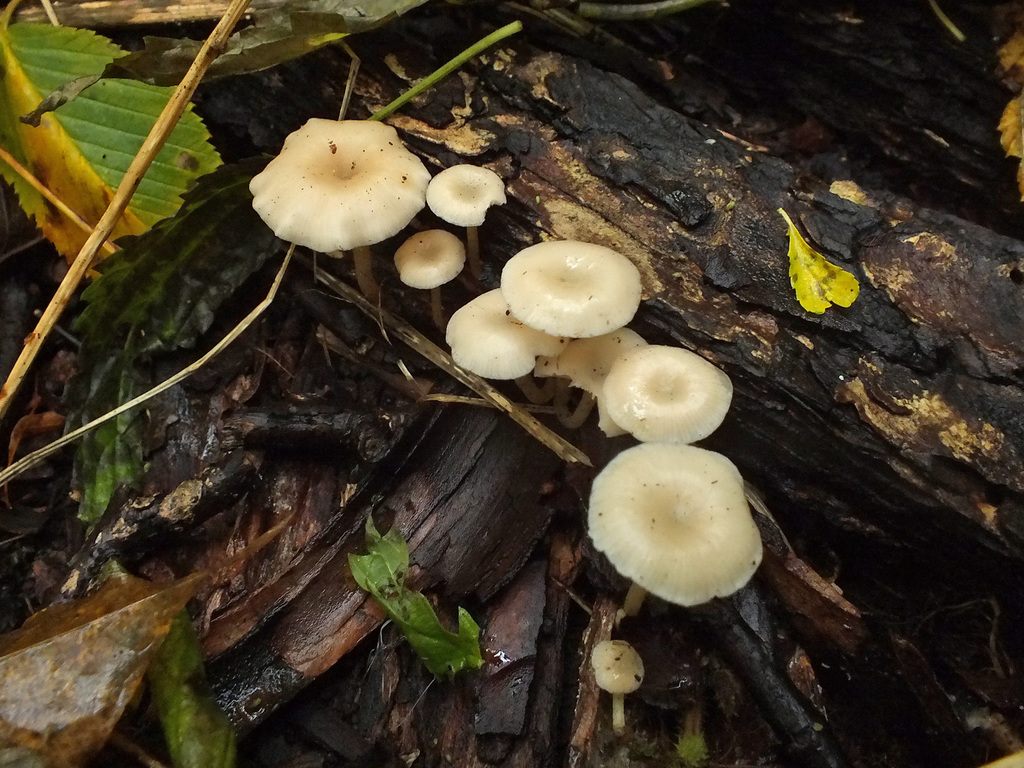 Leucocybe houghtonii