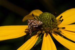 Petrophila canadensis