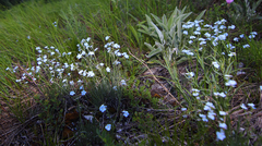 Eritrichium pectinatum