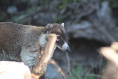 Nasua narica yucatanica