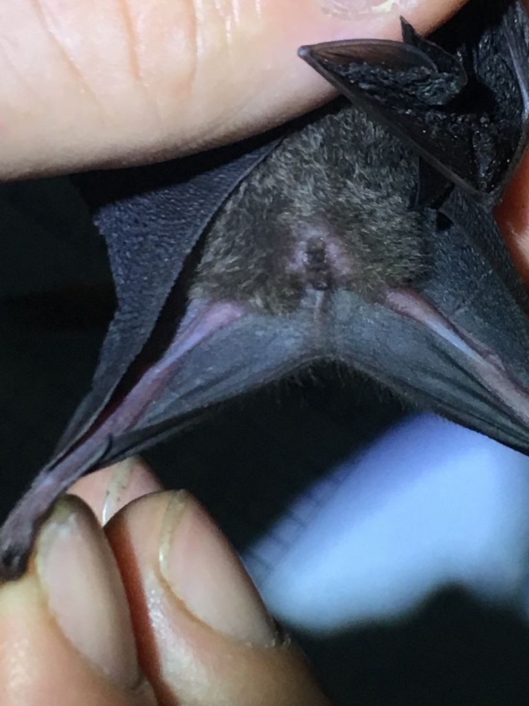 Lesser Long-Tongued Bat