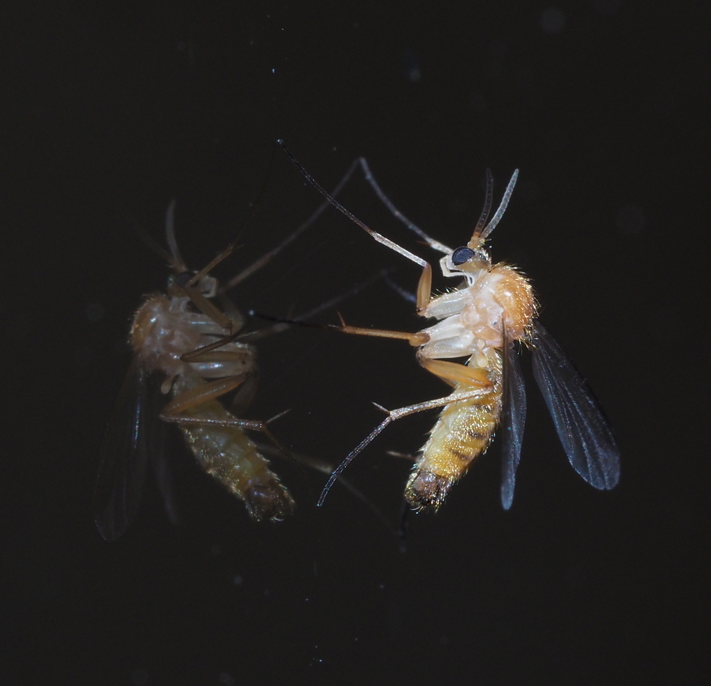Acnemia amoena