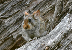 Chinese Red Pika photo 4