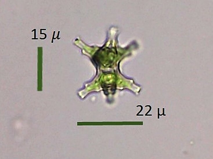 Staurastrum inconspicuum