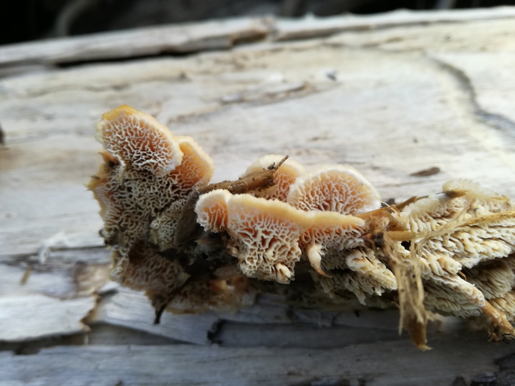 Deer-colored Trametes from Str. vicinale di Monte Cresia, 09048 Sinnai ...