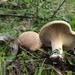 King Trumpet Mushroom - Photo (c) Davide Puddu, some rights reserved (CC BY-NC), uploaded by Davide Puddu