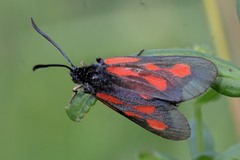 Zygaena osterodensis