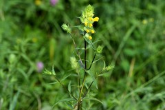 Rhinanthus serotinus aestivalis