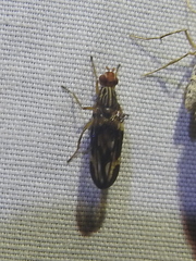 Idana marginata