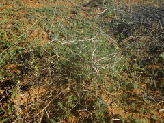 Asparagus exuvialis
