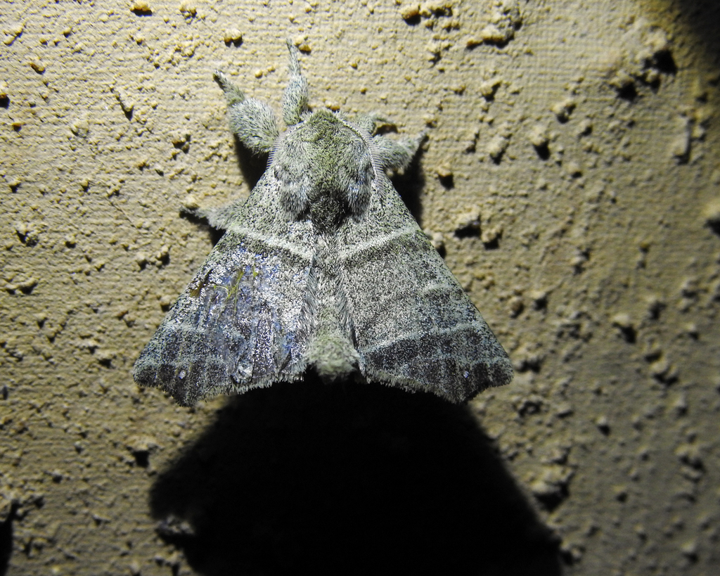 Olceclostera truncata