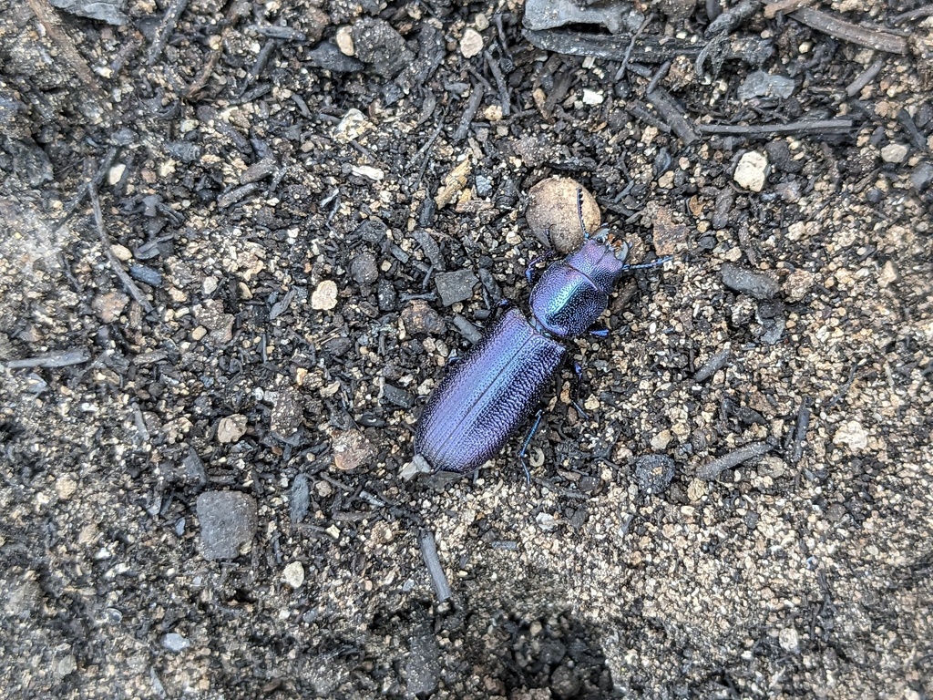 Temnoscheila caerulea