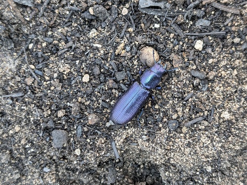 Temnochile bleu