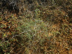 Asparagus exuvialis