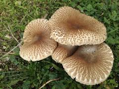 Macrolepiota fuligineosquarrosa
