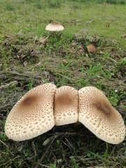 Macrolepiota fuligineosquarrosa