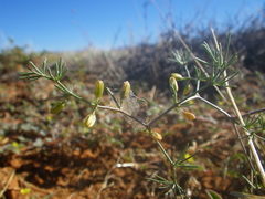 Asparagus exuvialis