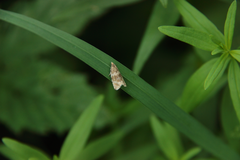 Syricoris lacunana